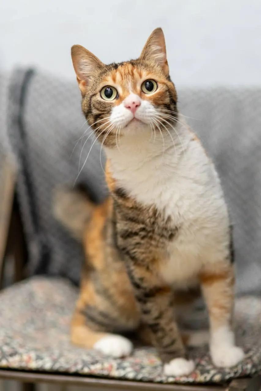 Кошка Кичи ищет дом