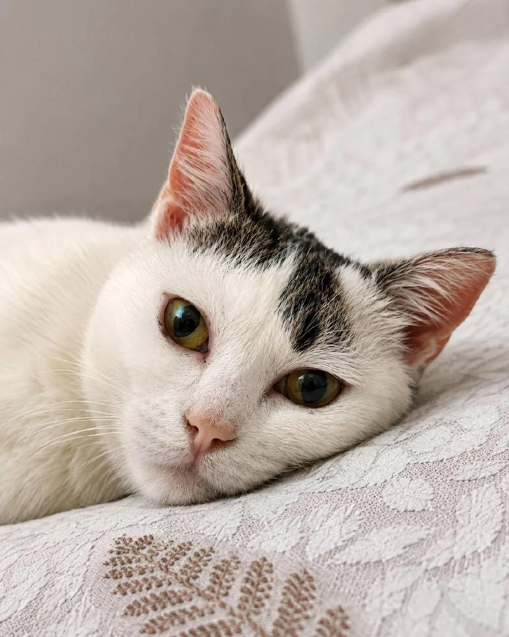 Кошка Минти ищет дом