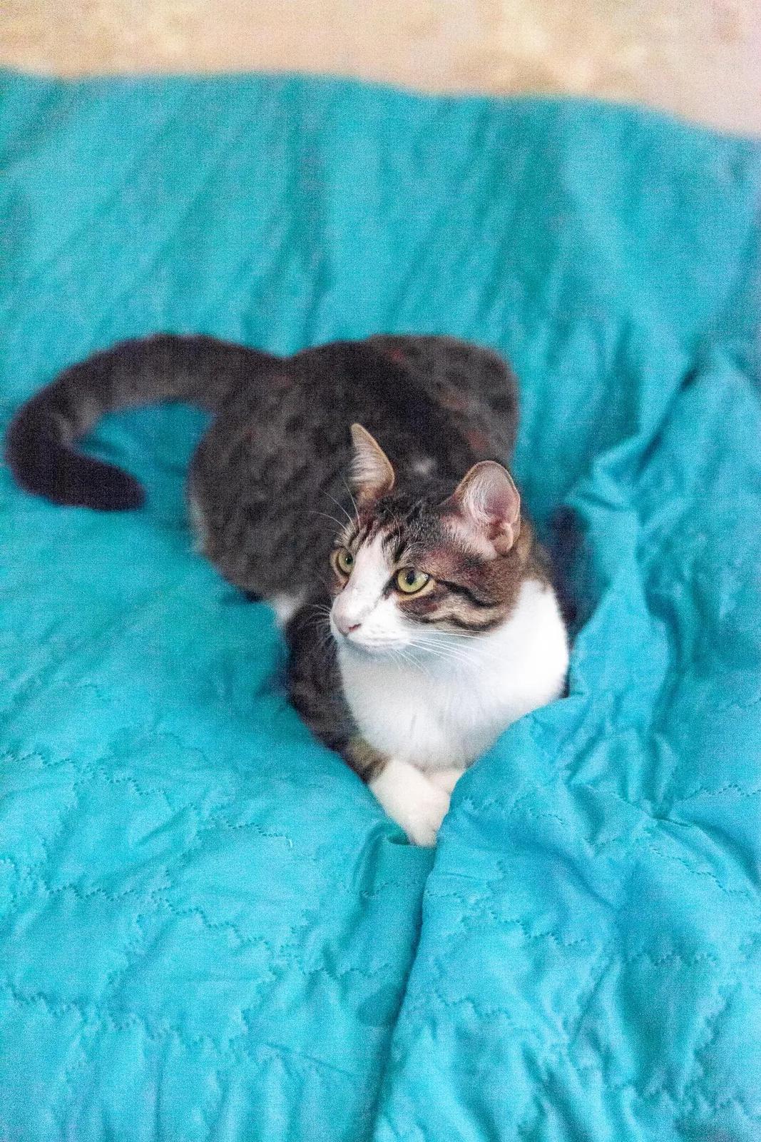 Коты Финдус и Ако ищут дом