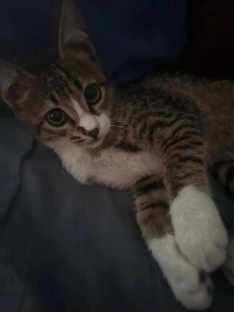 Котёнок Дуся ищет дом срочно