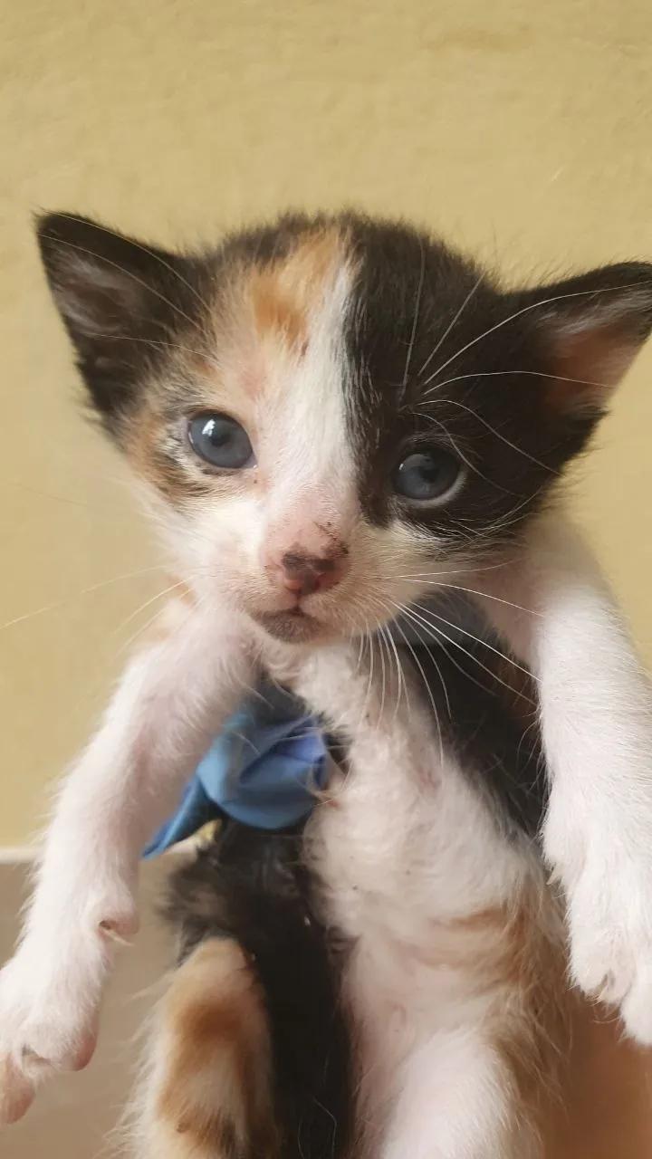 Котята в добрые руки бесплатно