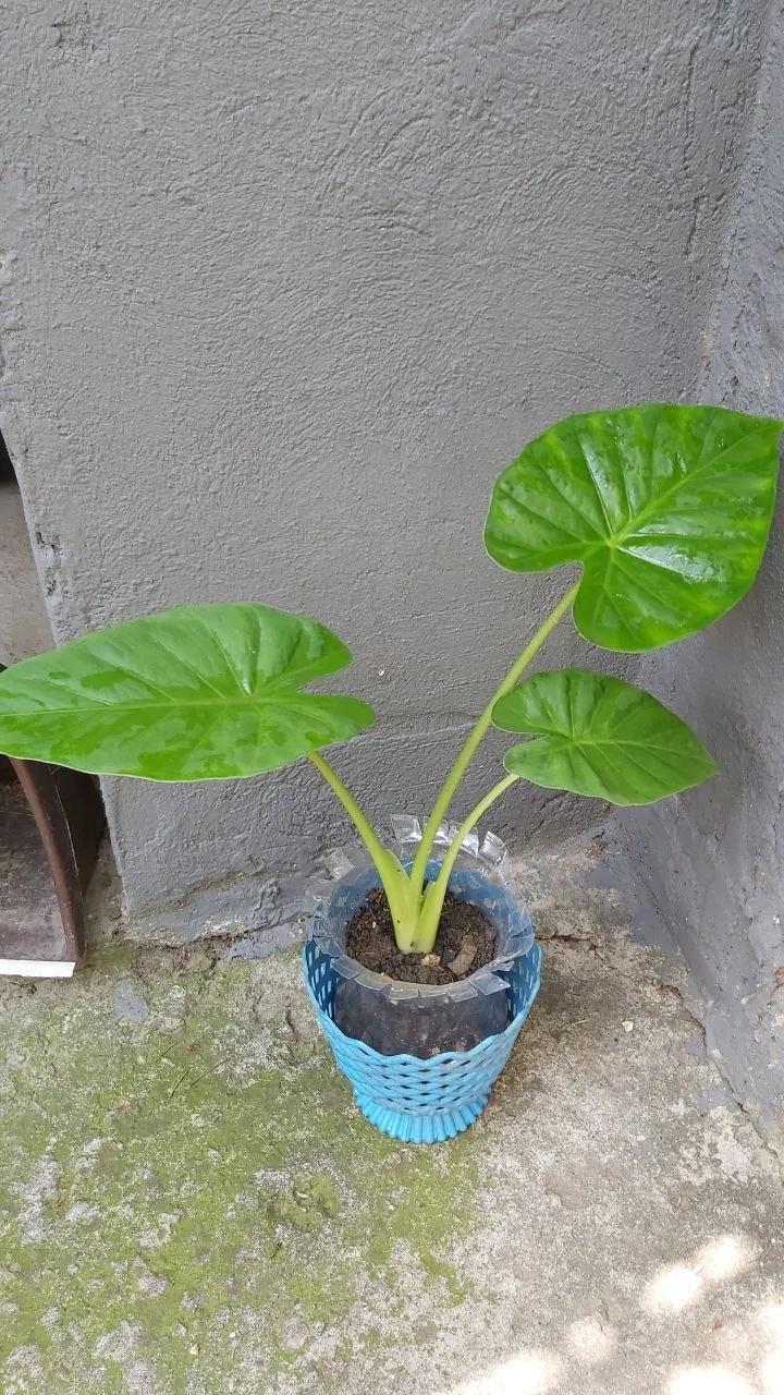 Комнатное растение Аллоказия