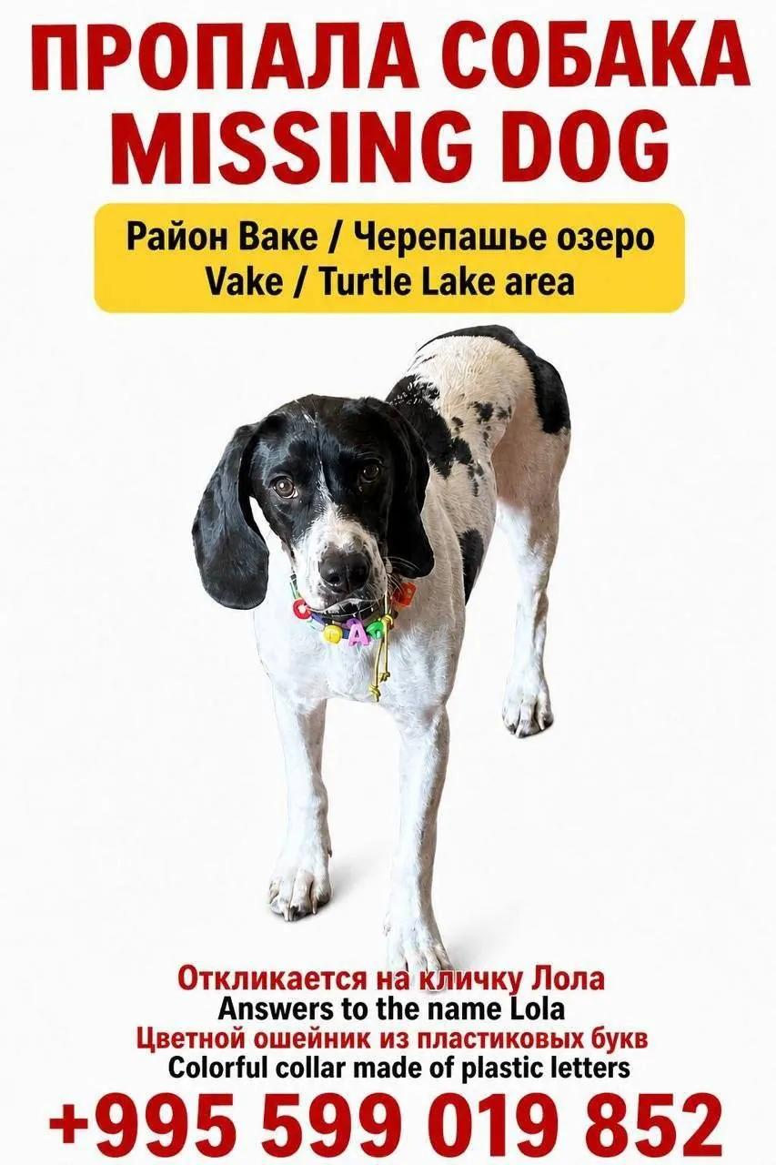 Пропала собака, ищут помощь в поиске