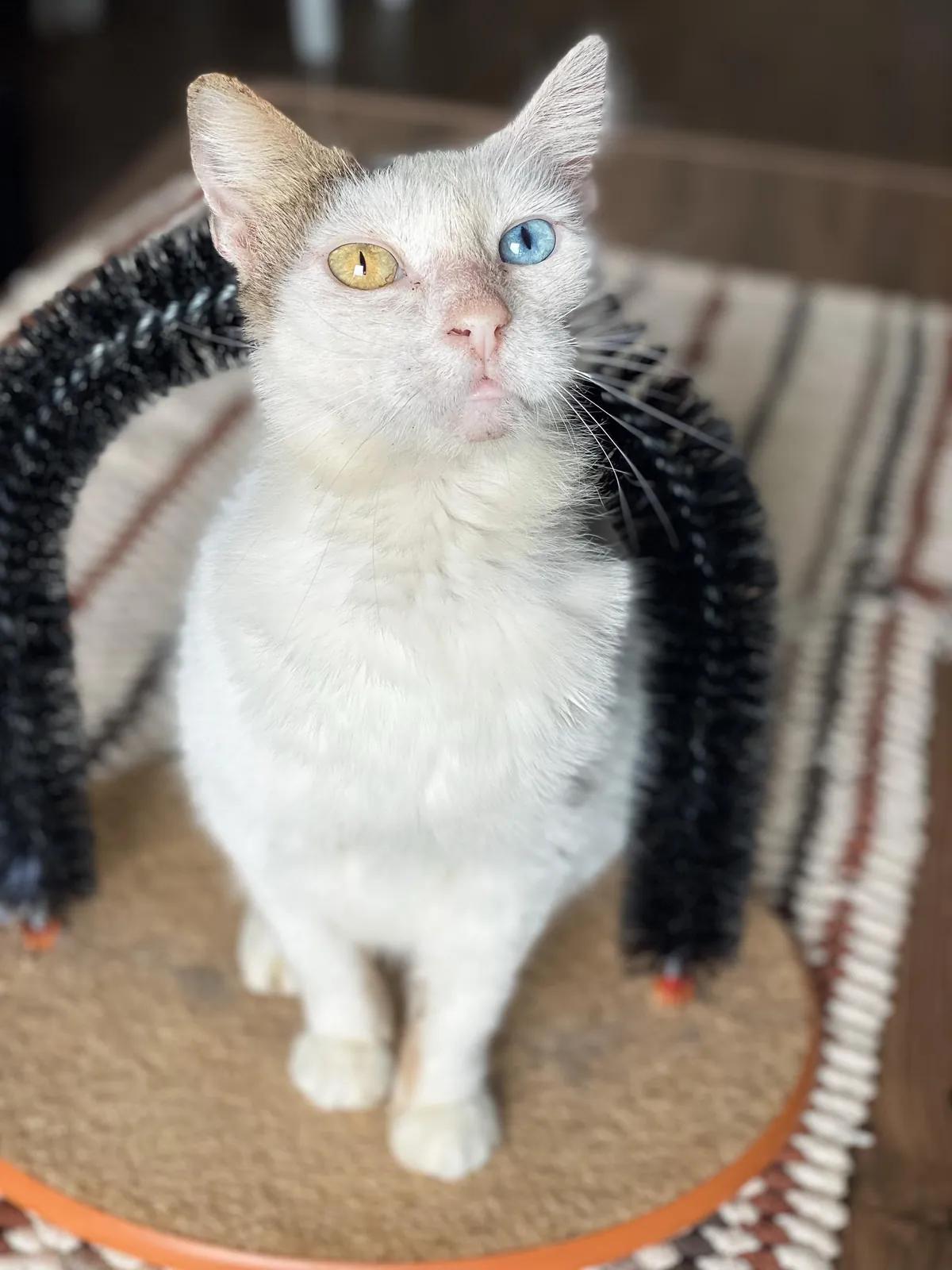 Кошка Луми ищет дом, отдам в добрые руки