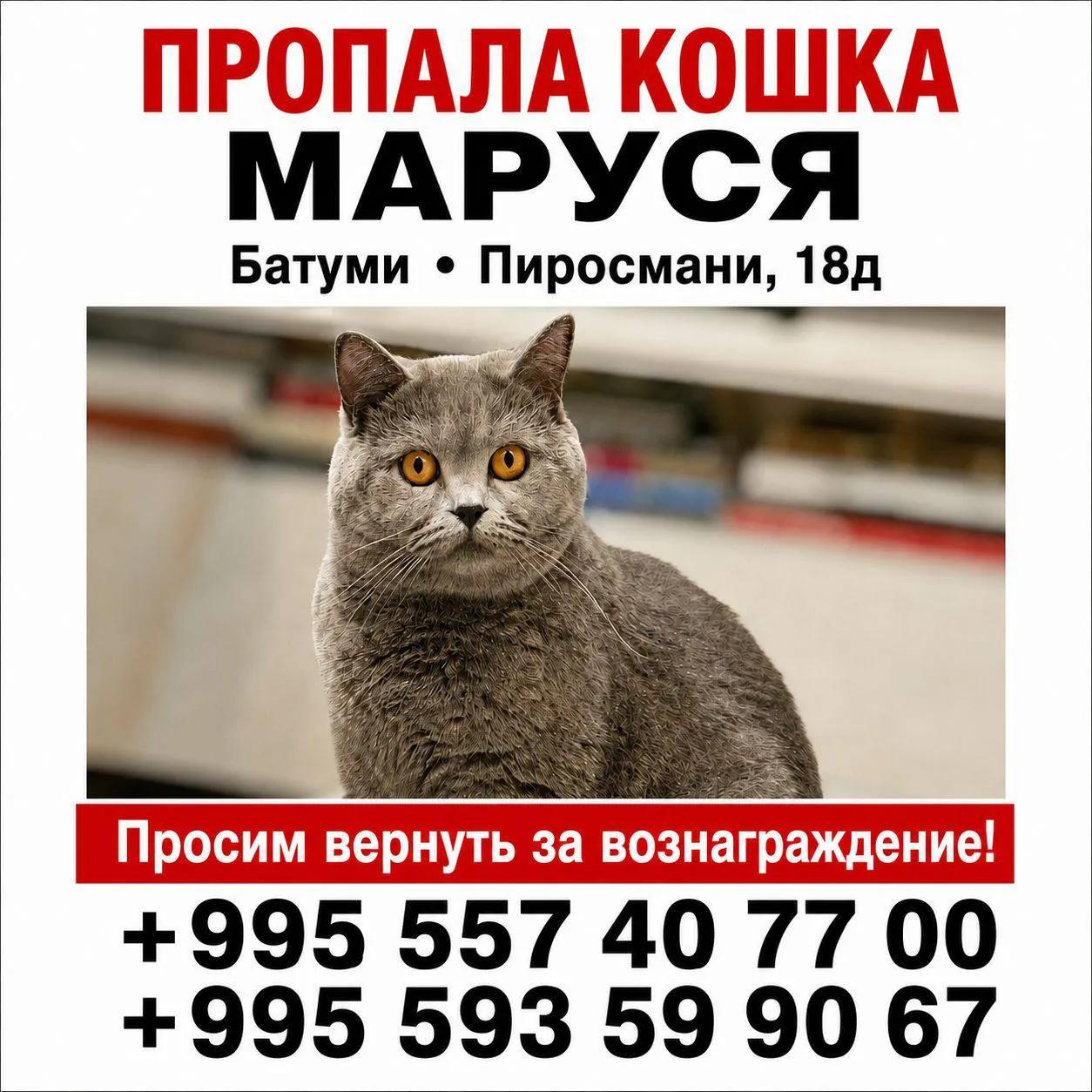 Потерялась кошка в городе Батуми