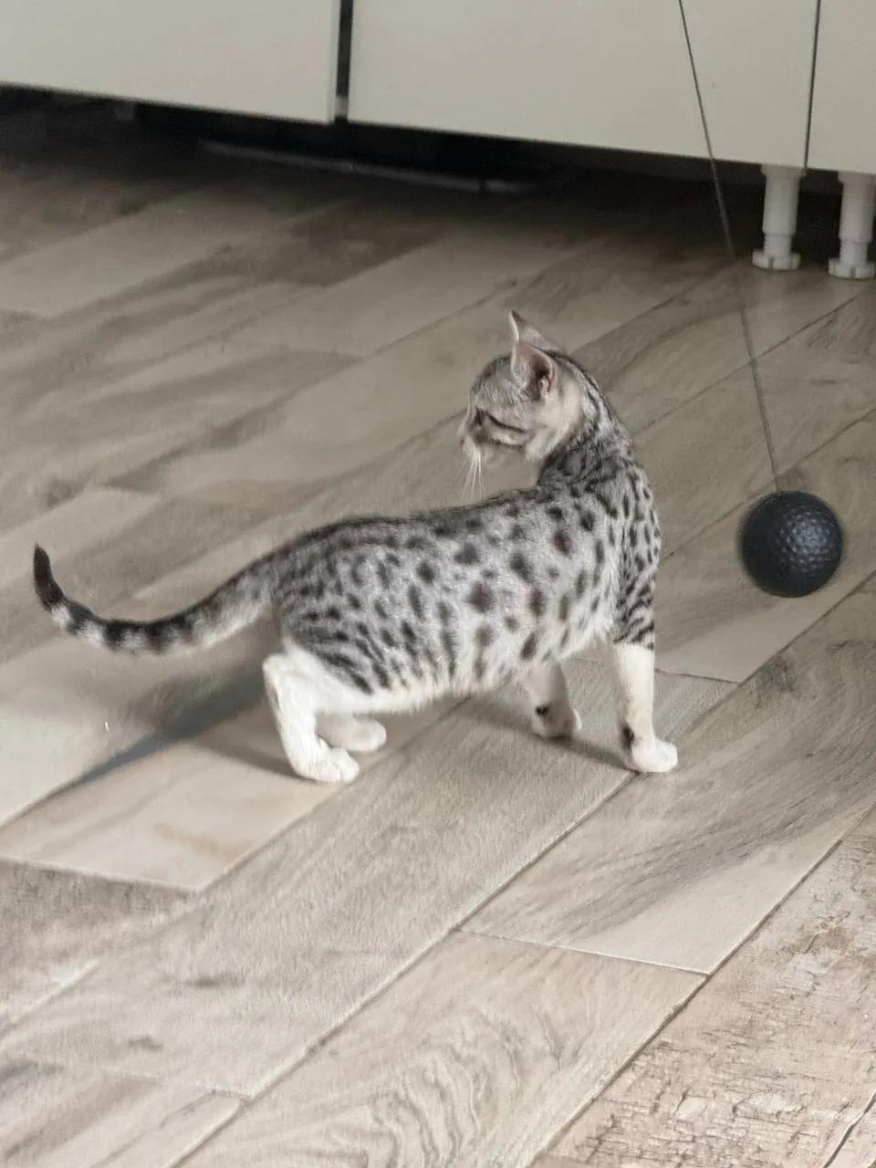 Котёнок Лео ищет дом