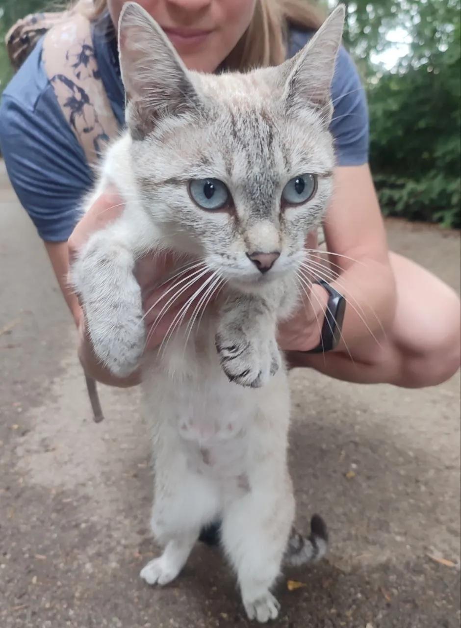 Потерявшаяся кошка в парке Ваке