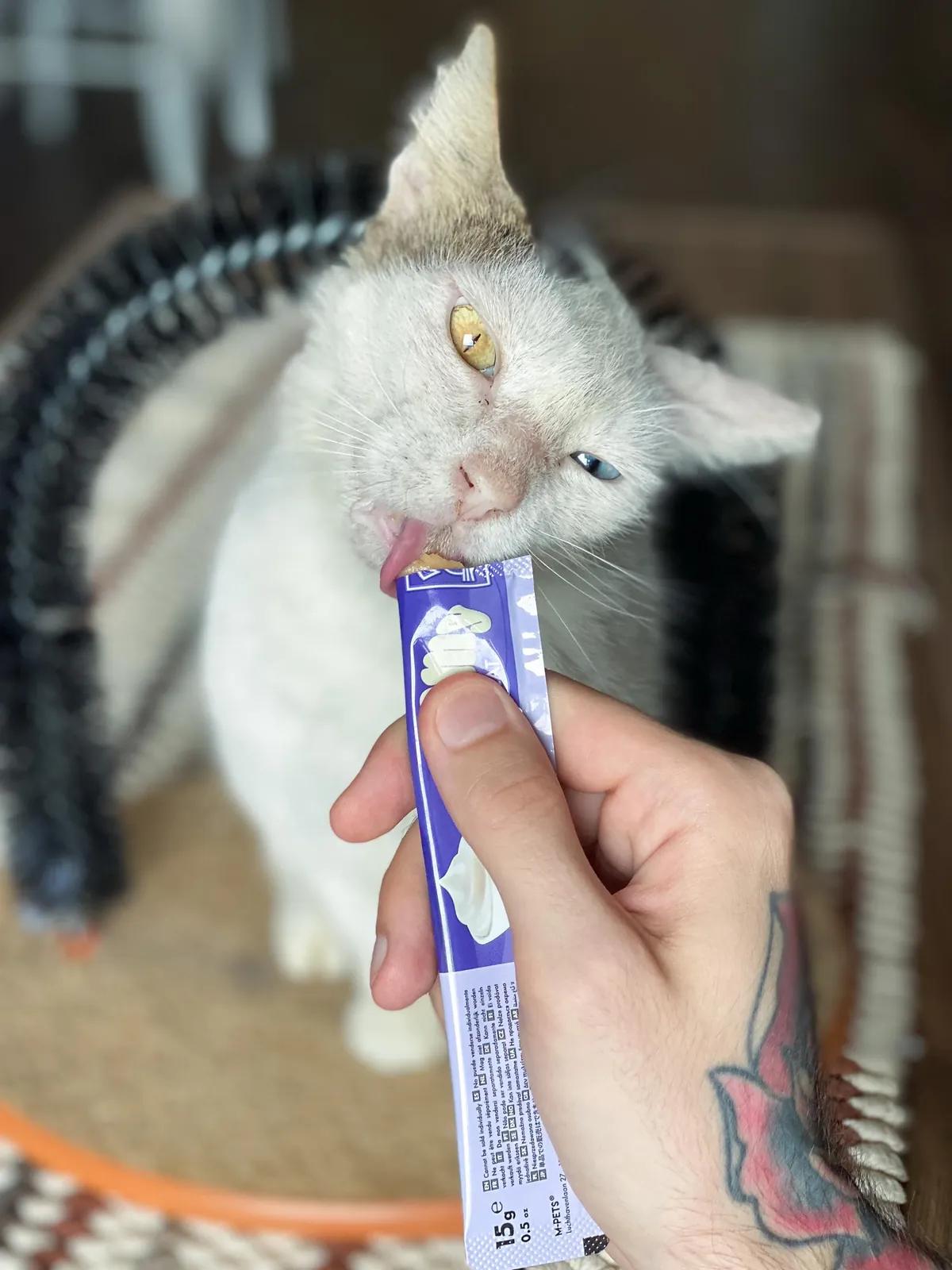 Кошка Луми ищет дом, Батуми