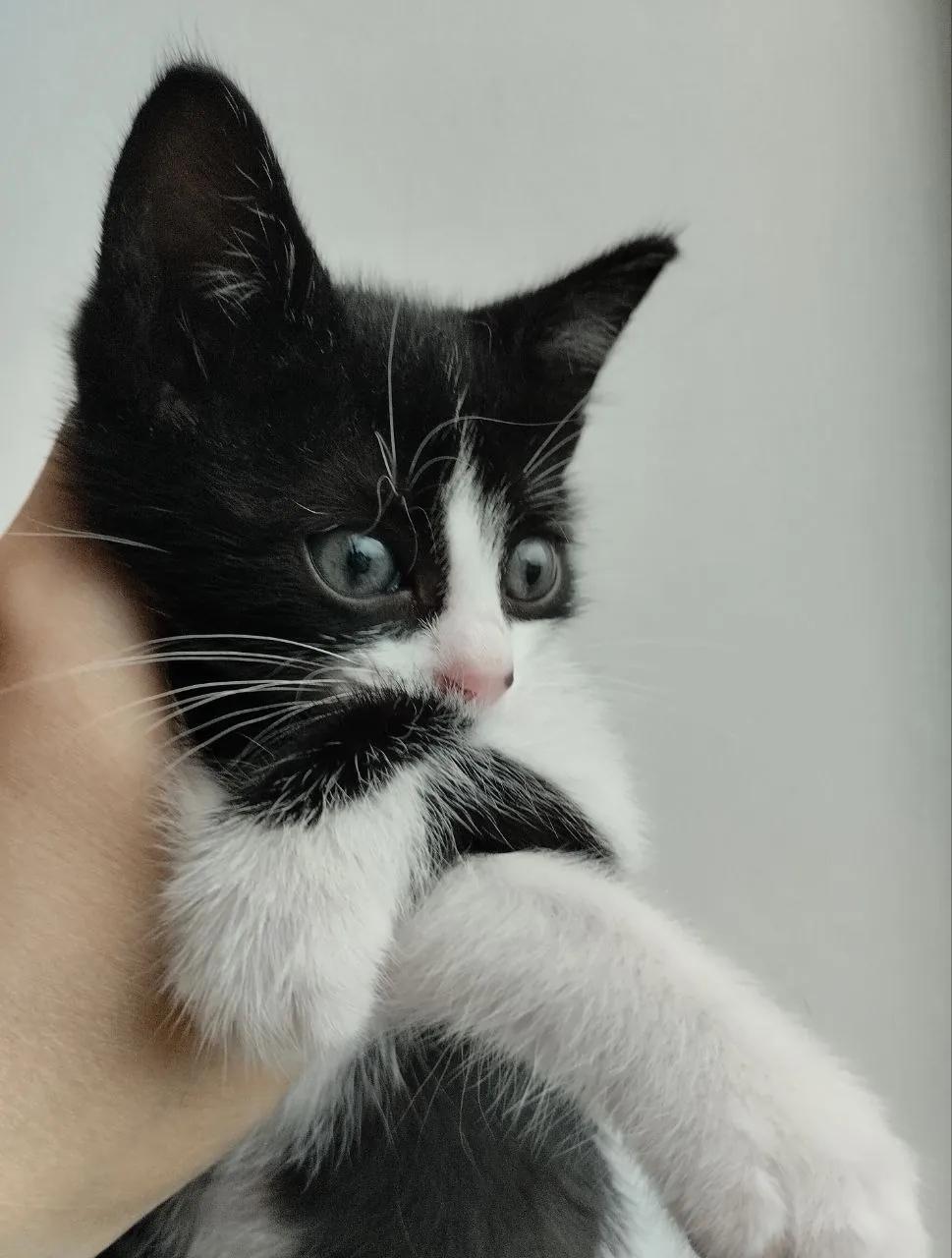 Котёнок мальчик ищет дом