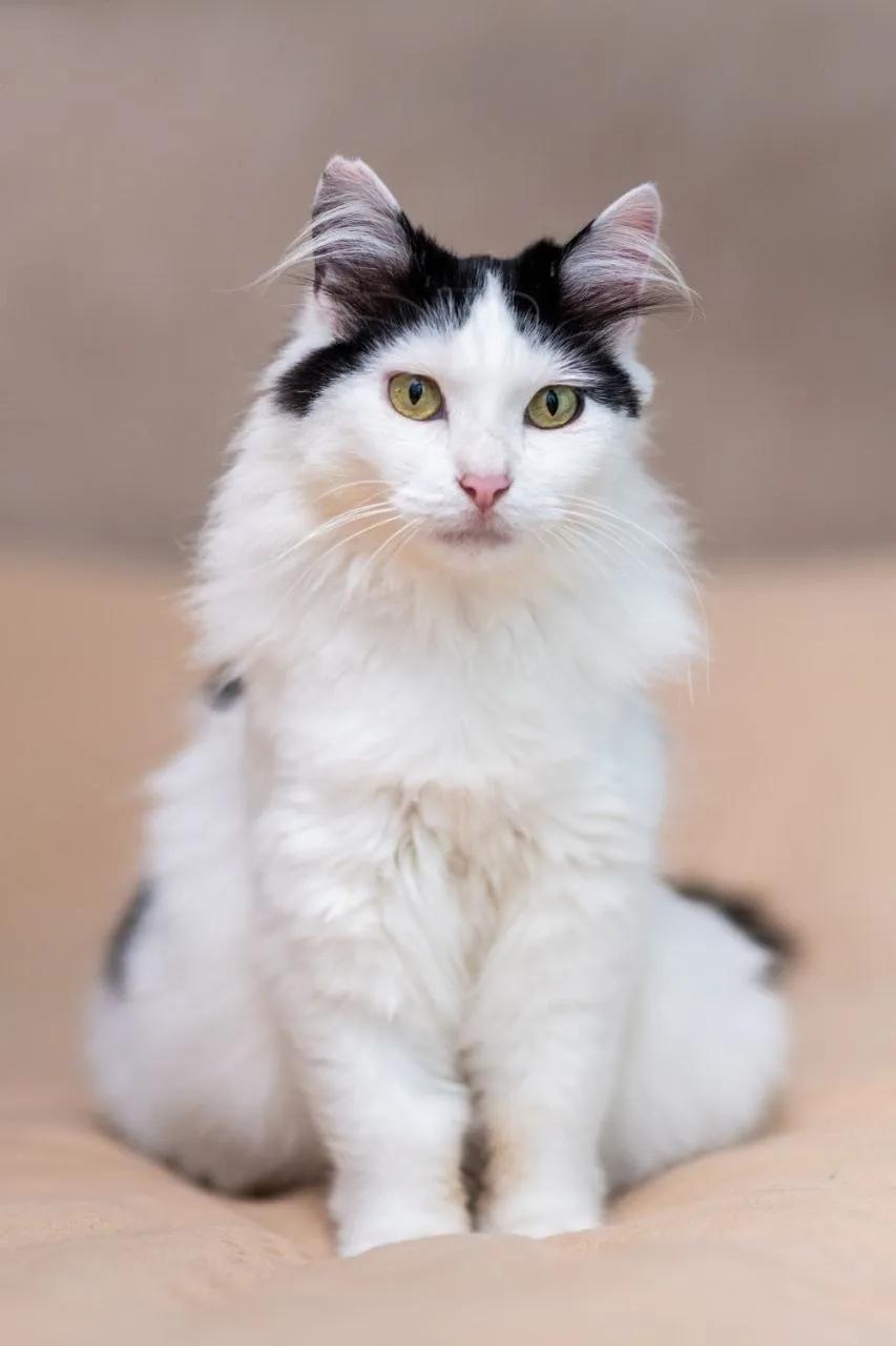 Кошка Царица, 2,5 года, ищет дом