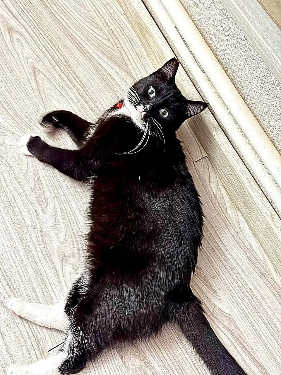 Нежная кошка Юми ищет дом