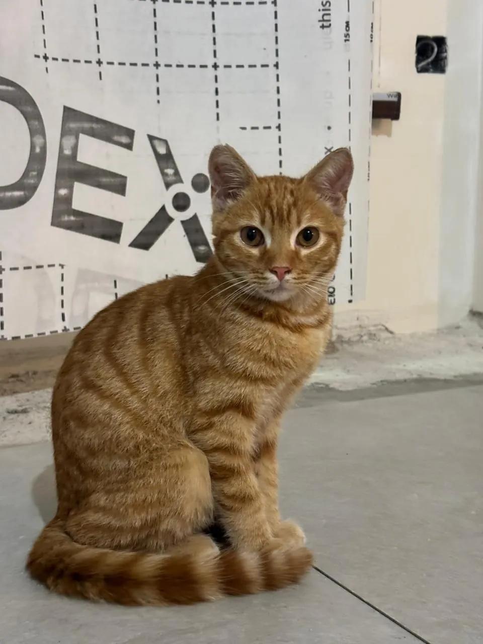 Рыжий котёнок ищет дом