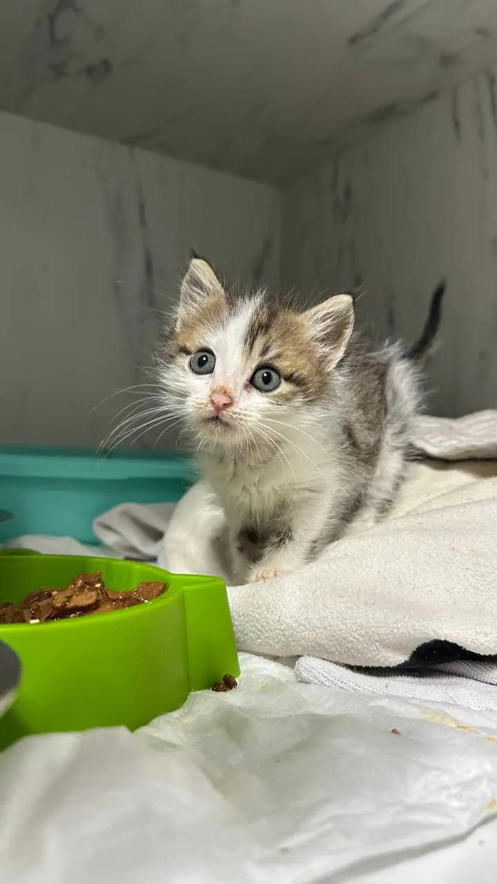 Котёнок ищет заботливый дом после болезни