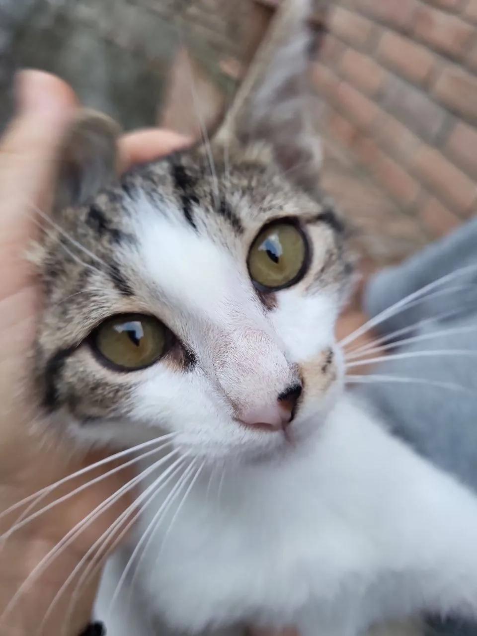 Котёнок трёхцветный мраморный окрас
