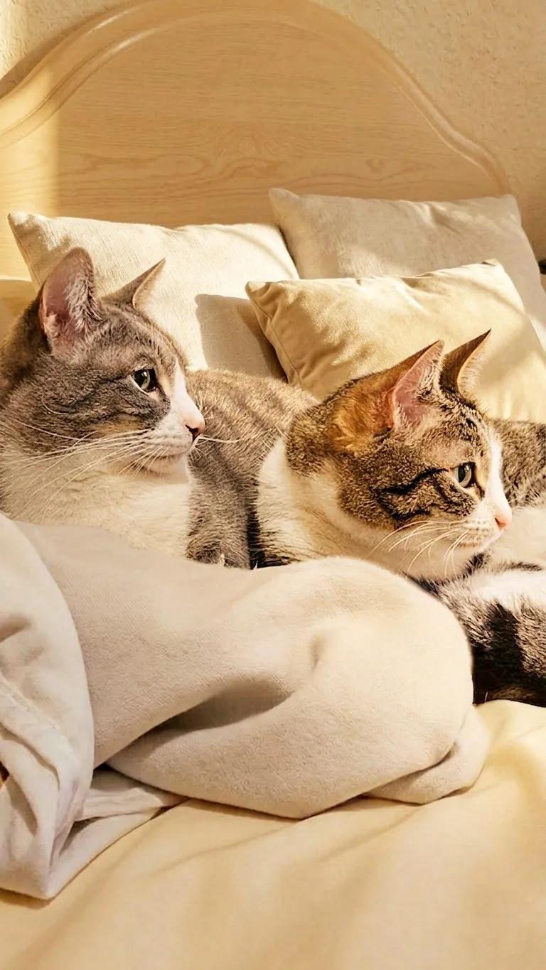 Кошки Люси и Шива ищут дом вместе