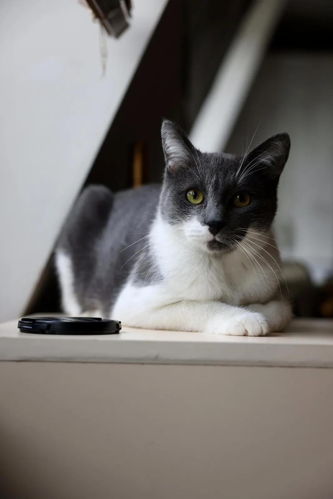 Кот Тихомир ищет дом