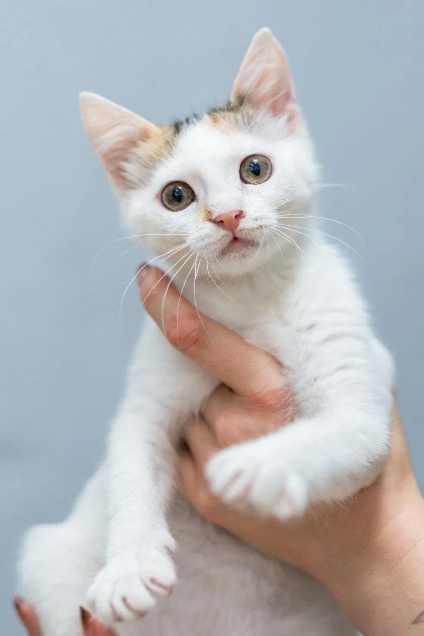 Котёнок Лёля ищет дом