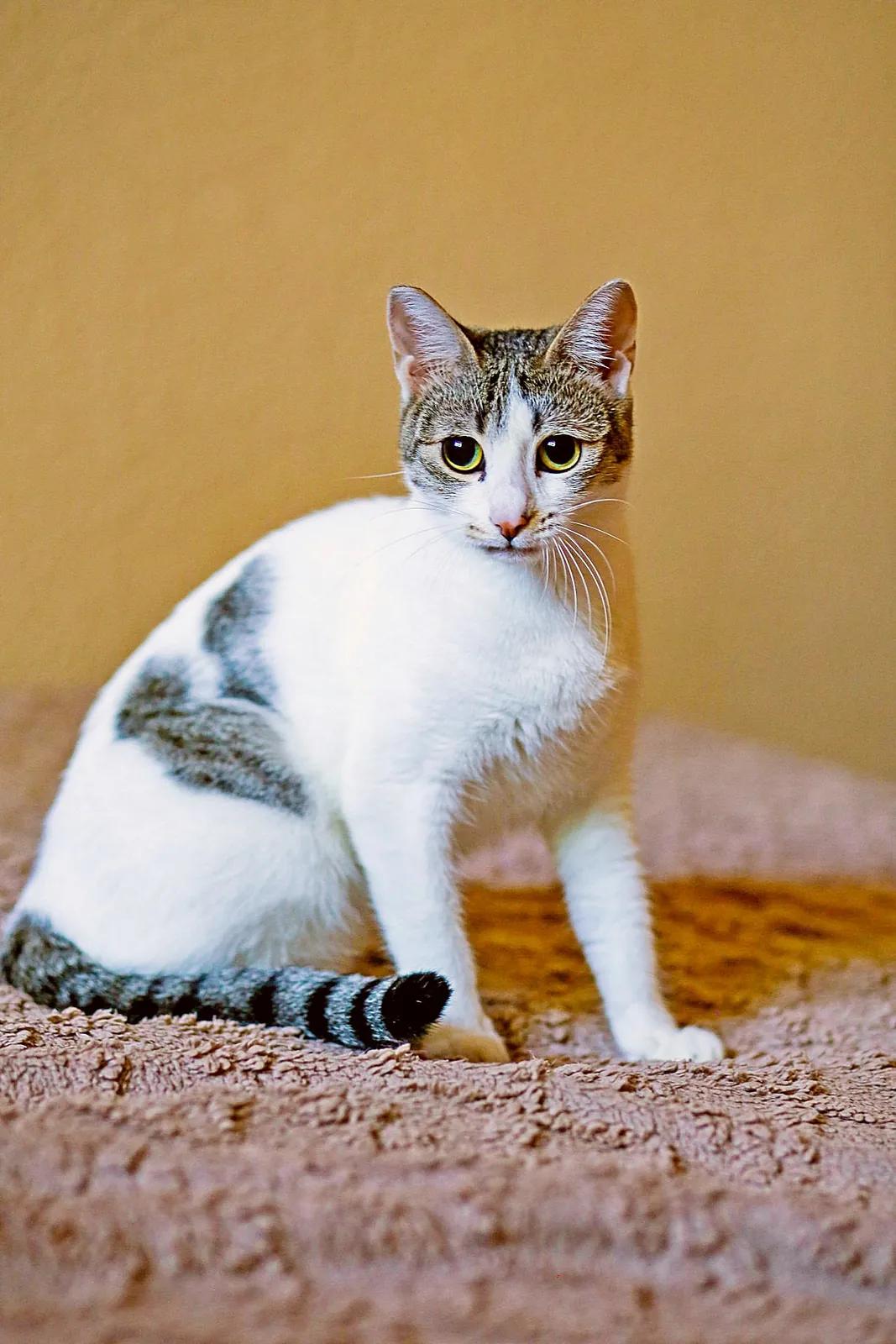 Кошка Орнелла ищет дом