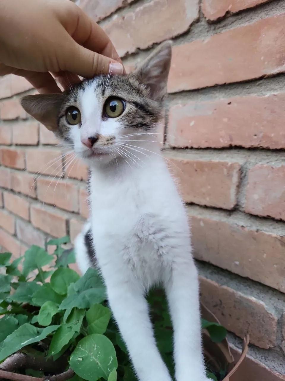 Трёхцветный котёнок ищет дом