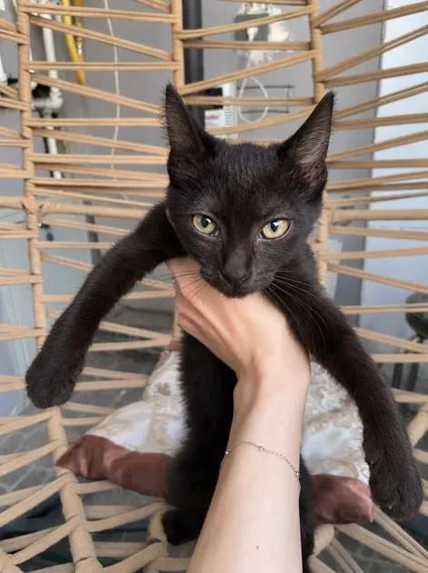 Чёрный котёнок 2 месяца ищет новый дом