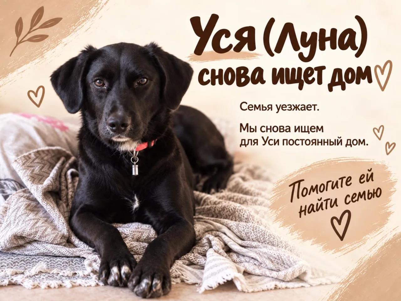 Собака Уся ищет постоянный дом