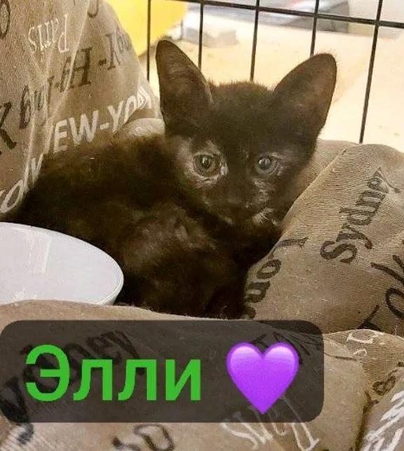 Котята ищут дом