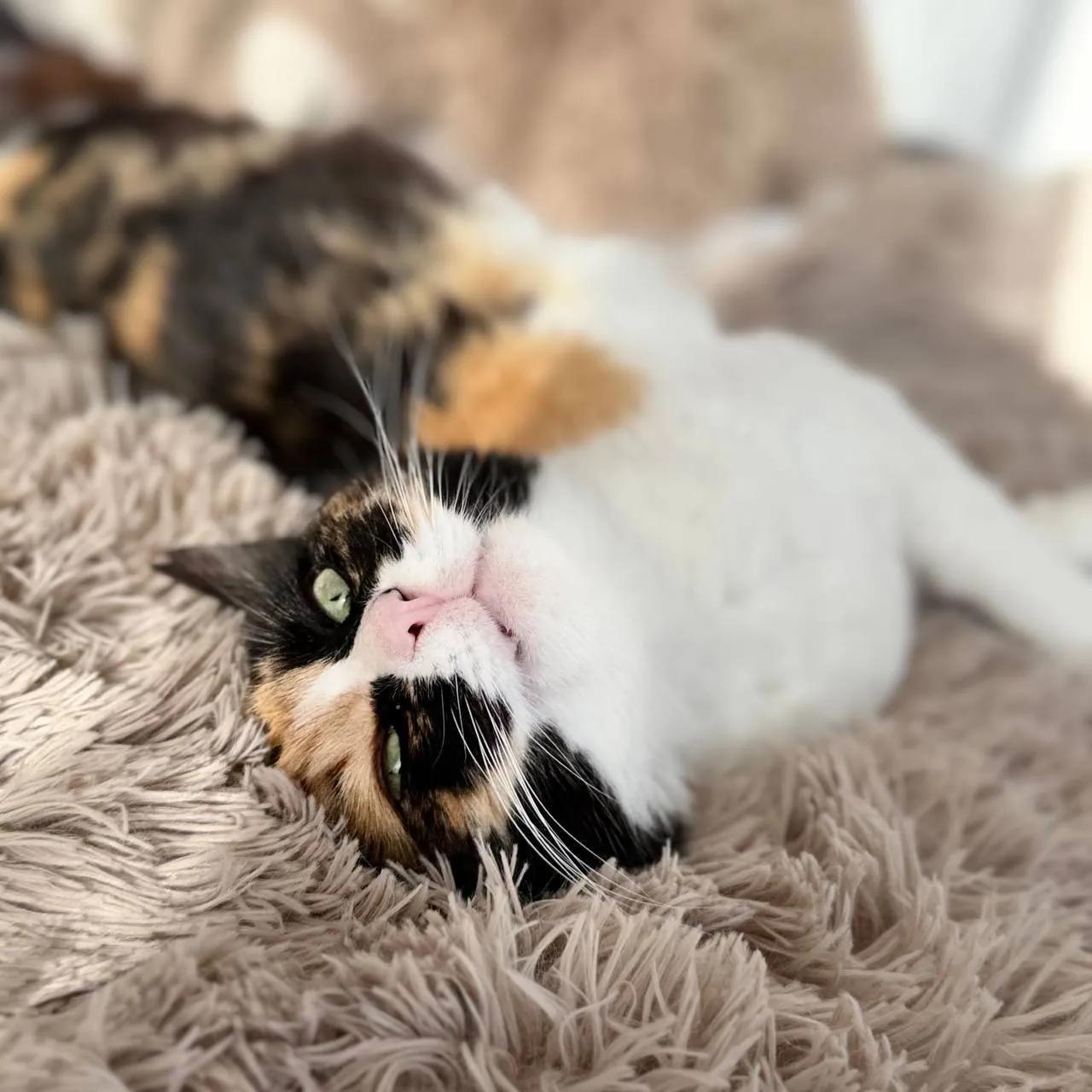 Кошка Элис ищет дом в Батуми