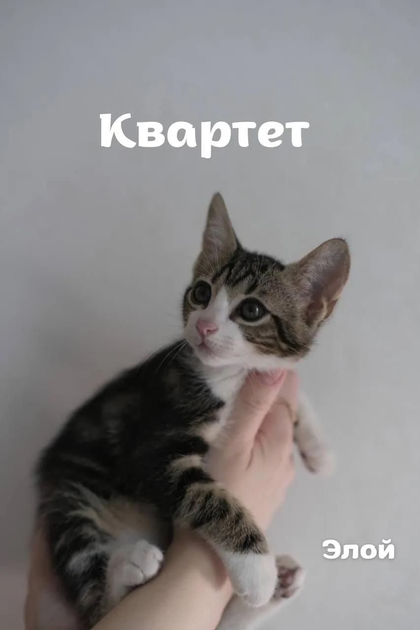 Две ласковые кошечки ищут дом