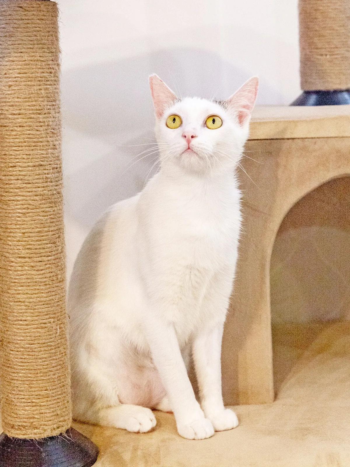 Кошка Тильда ищет дом