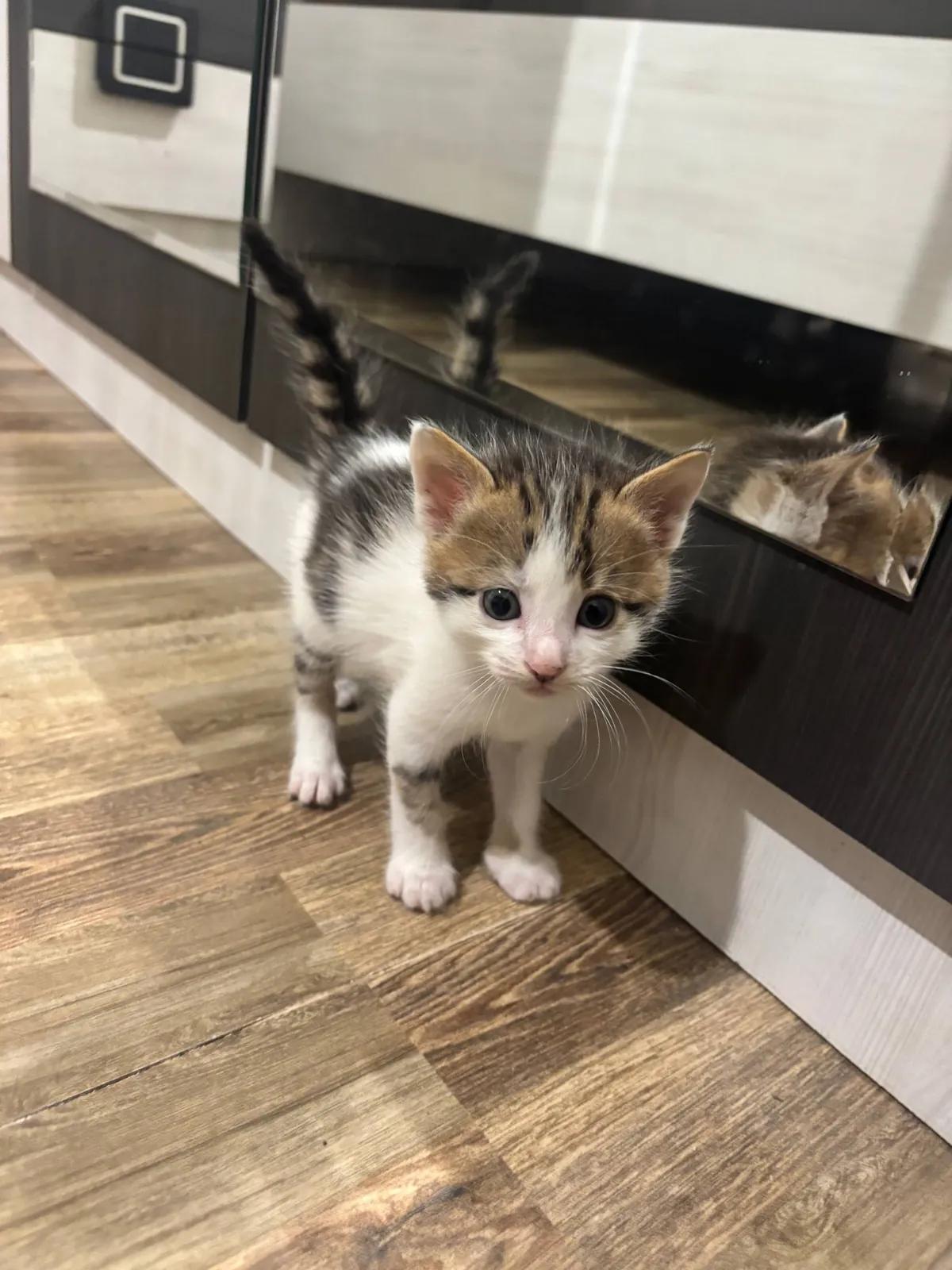 Котята отдам бесплатно