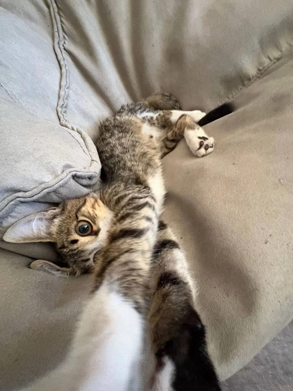 Котёнок ищет дом