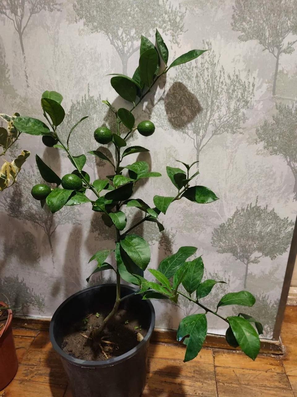 Комнатные лимоны и кумкват