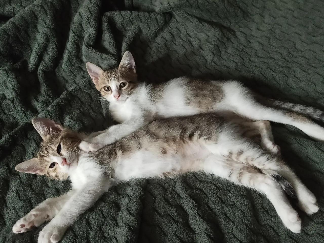 Котята ищут дом бесплатно
