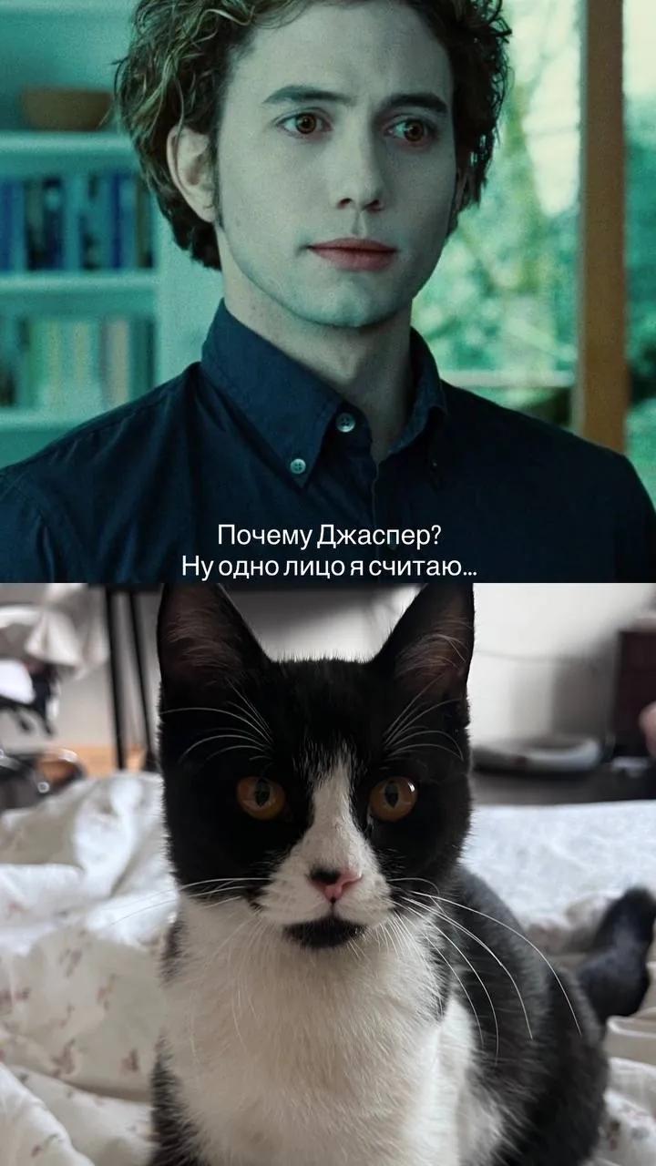 Ласковый котёнок ищет дом
