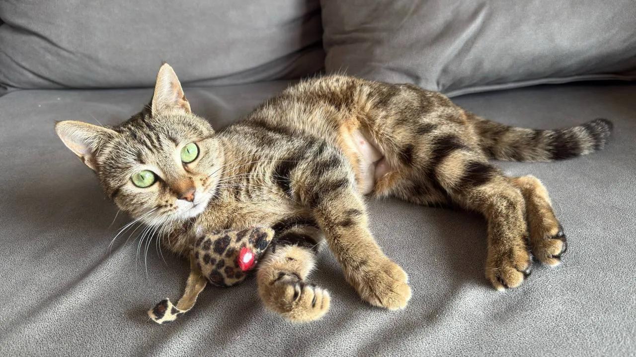 Кошка Лилу ищет дом