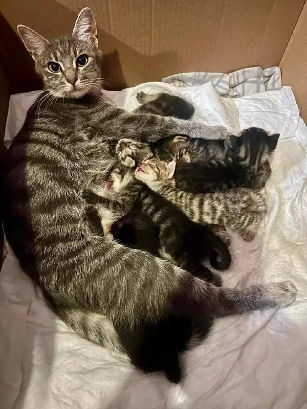 Котята и кошка в добрые руки