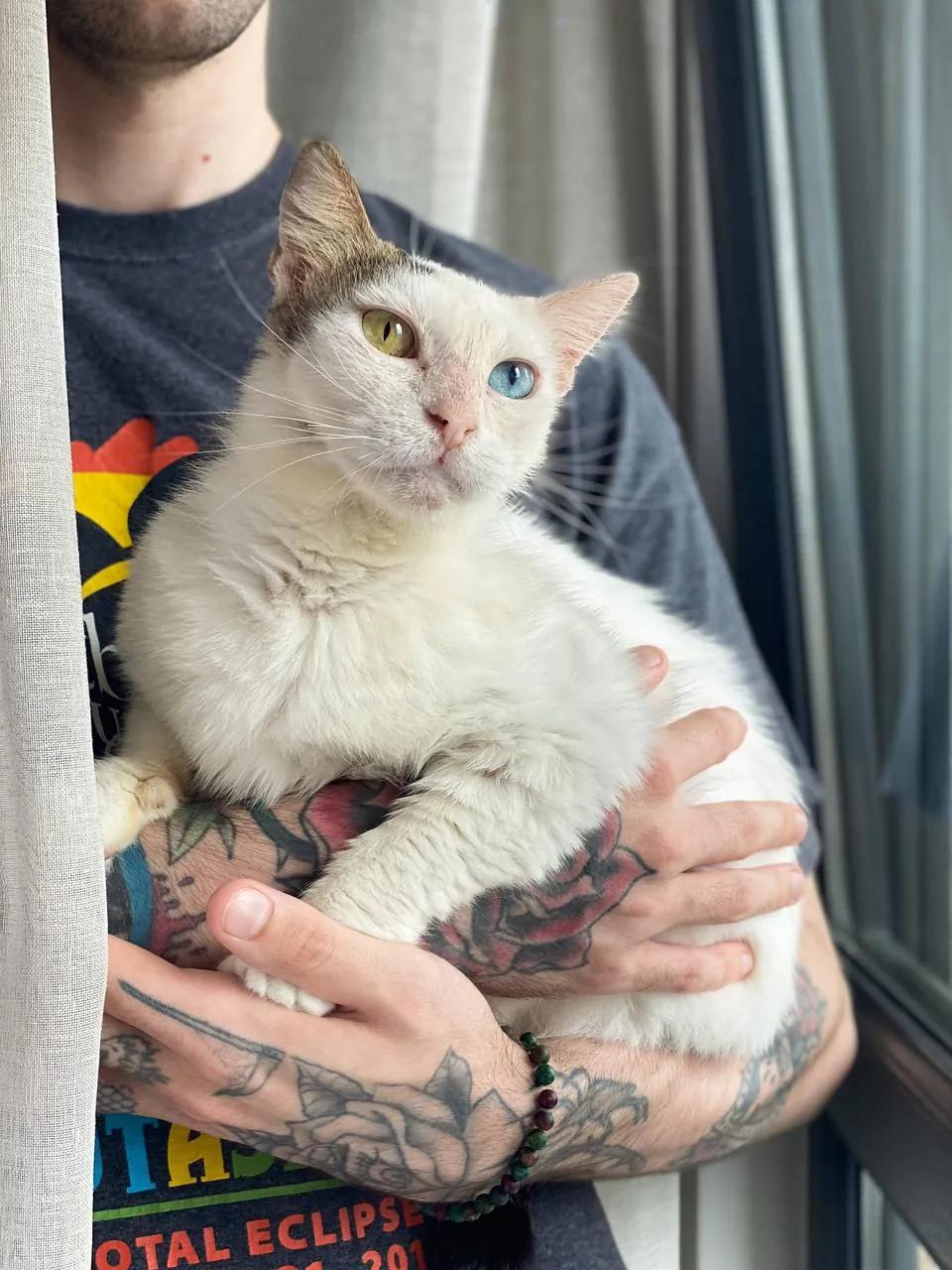 Кошка Луми ищет дом