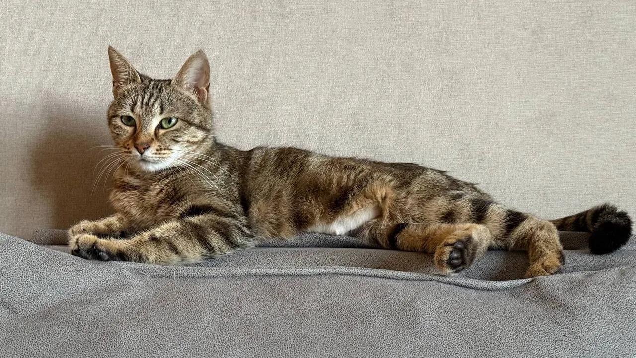 Кошка Лилу ищет дом