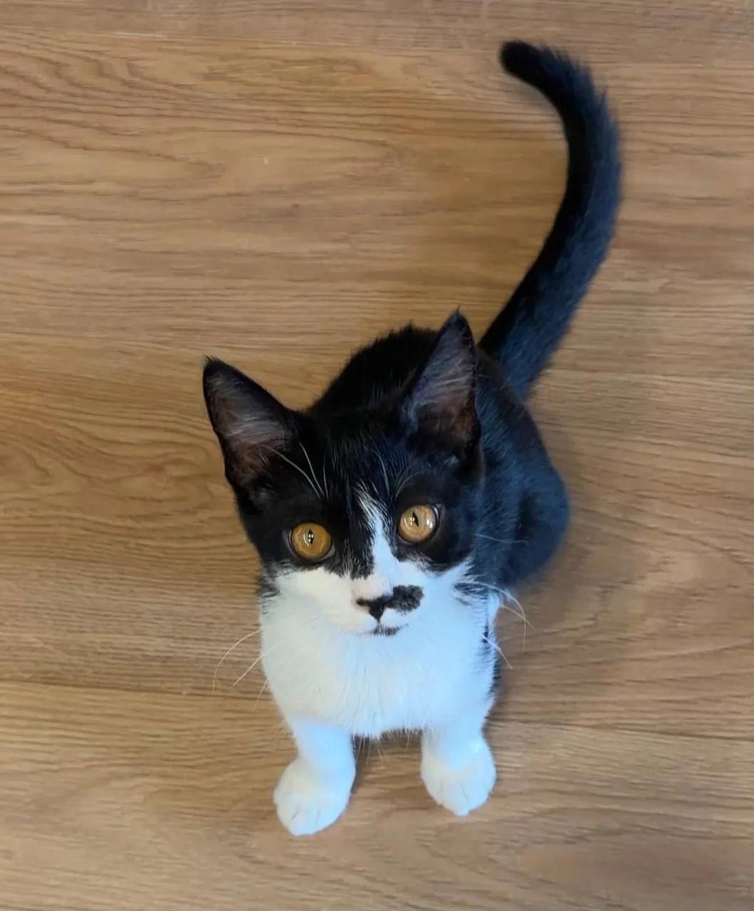 Котёнок Звёздочка ищет дом