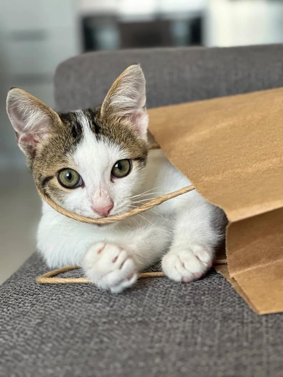 Котёнок мальчик ищет дом
