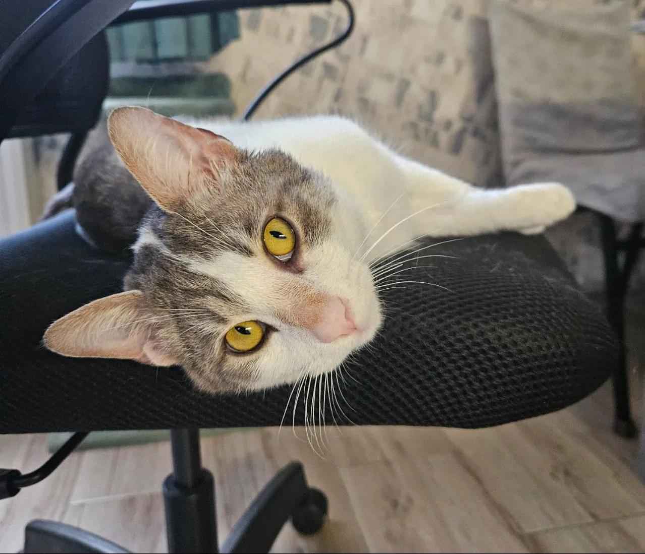 Коты Амур и Гудини ищут дом