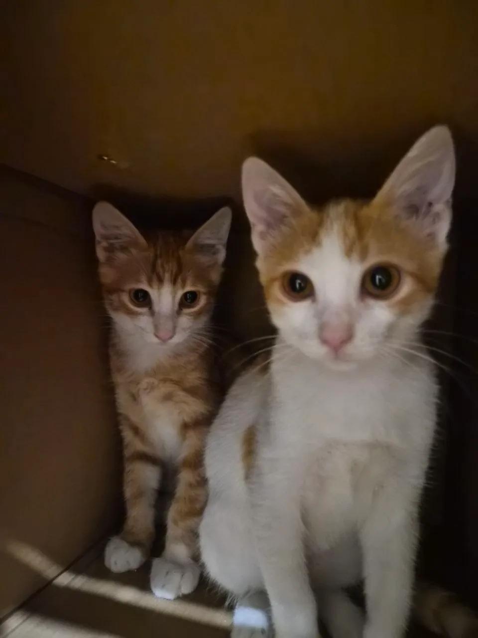 Котята брат и сестра ищут дом