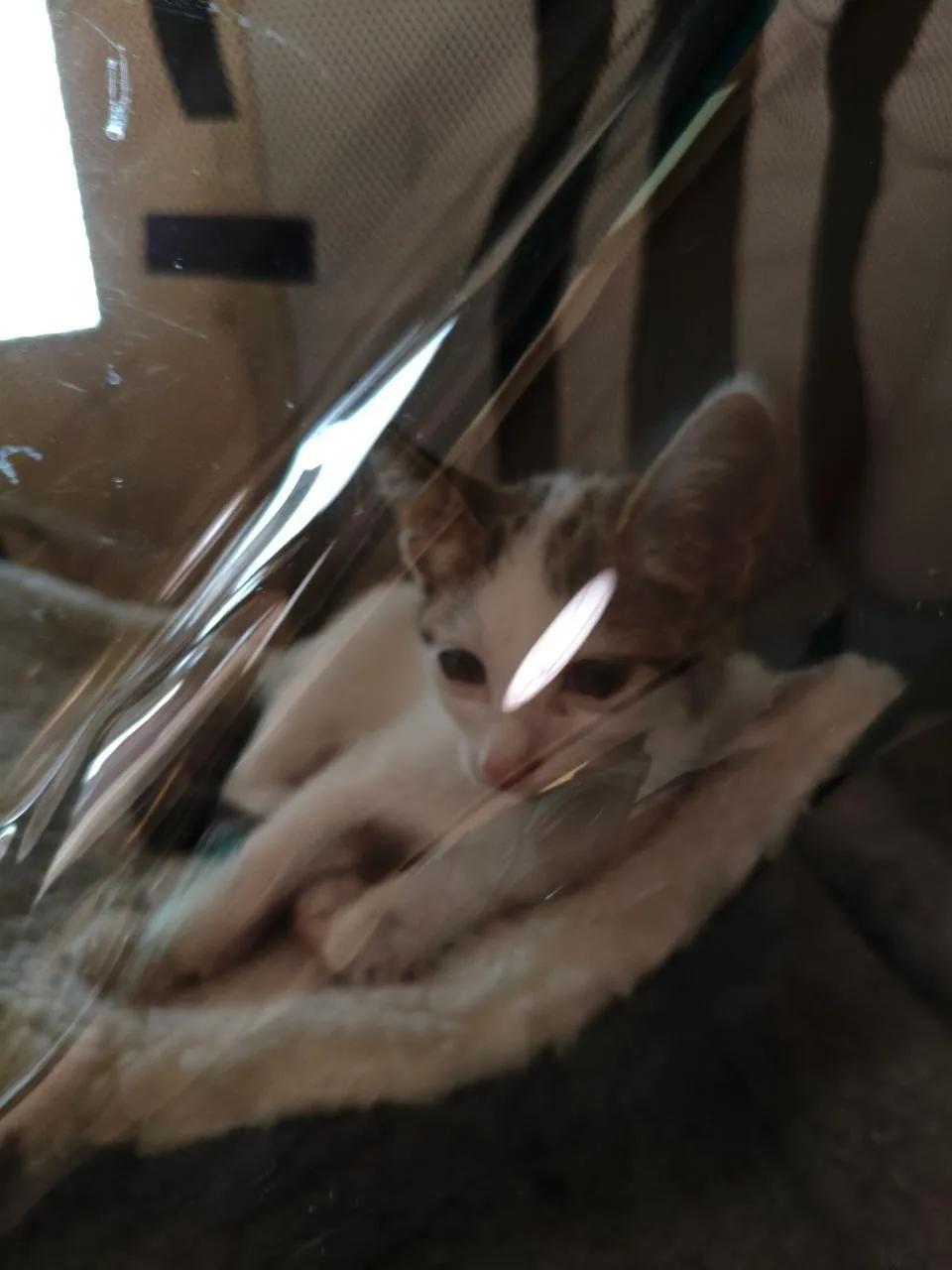 Сбор на операцию коту