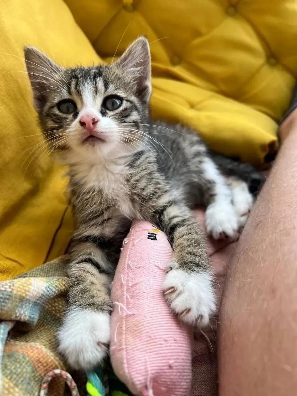 Котёнок Вафля ищет дом 3 месяца