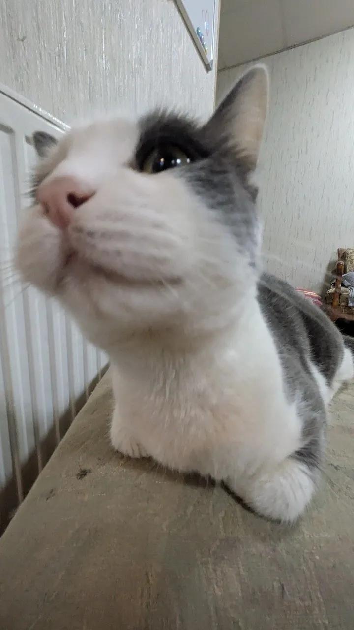 Кошка Ася ищет дом добрых хозяев
