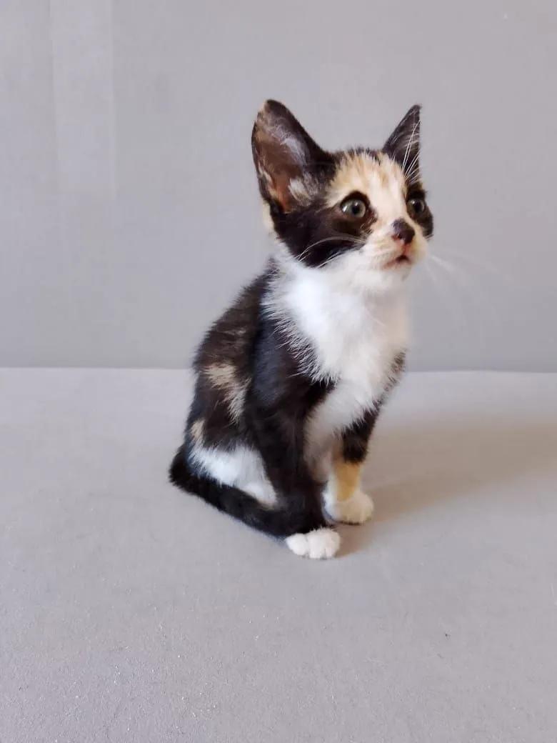 Котёнок Ариэль ищет дом