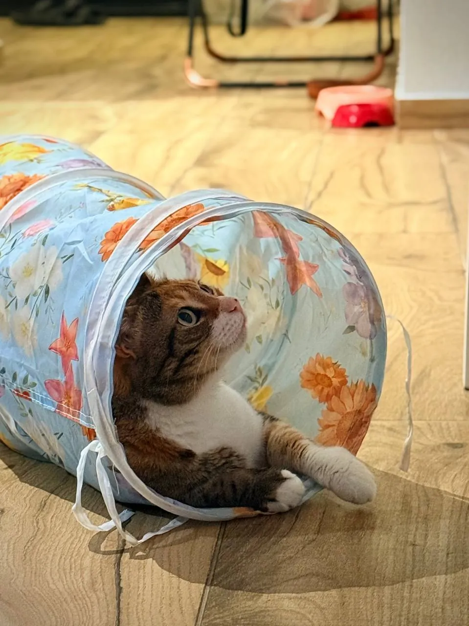 Кошка Кичи ищет дом 2
