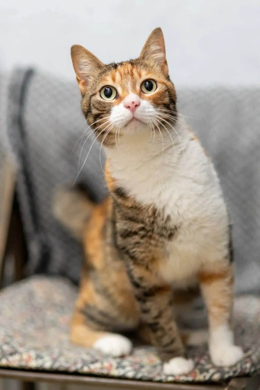 Кошка Кичи ищет дом 1