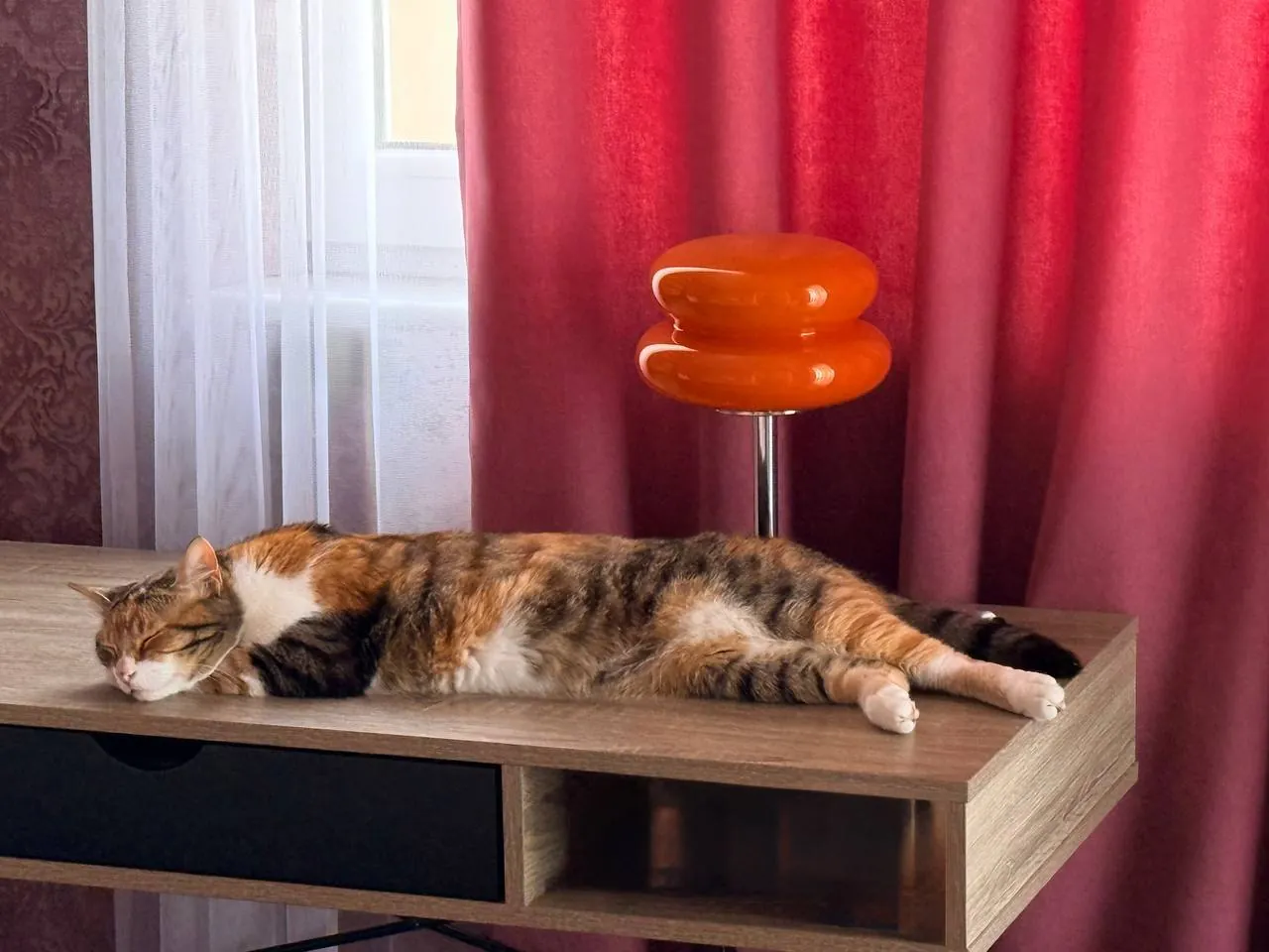 Кошка Кичи ищет дом 3