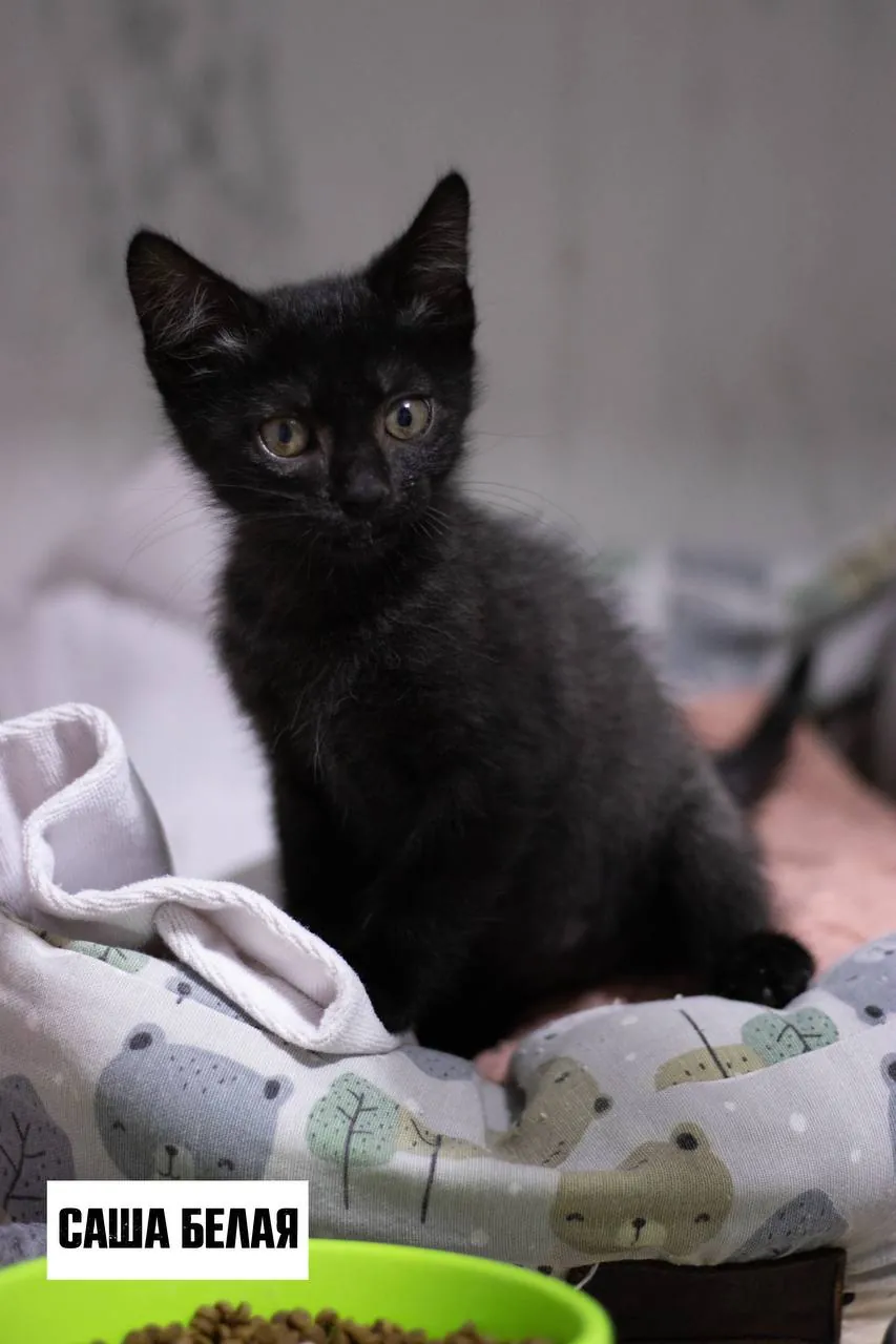 Котята Бригада ищут дом 4